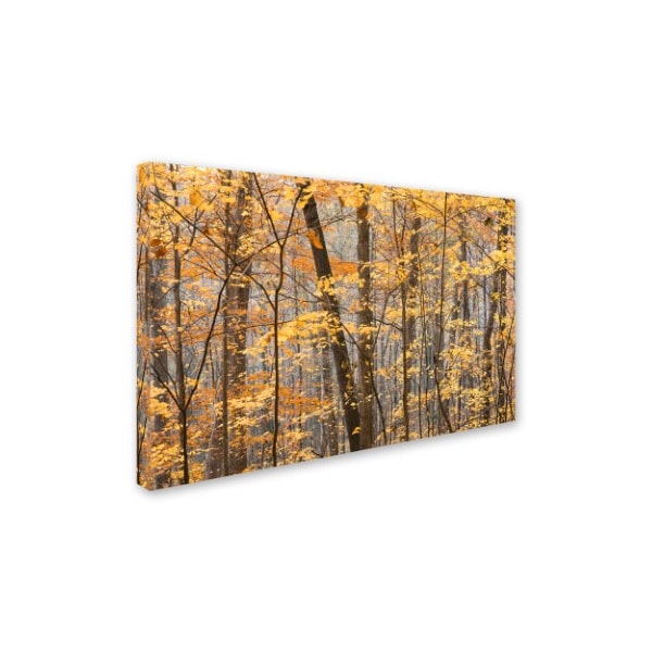 Jason Shaffer 'Autumn Treeline' Canvas Art,30x47